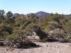 PICT0100.JPG